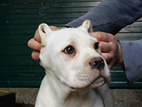 italian mastiff white puppy 